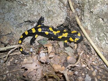 Vuursalamander